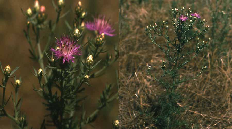 Flora delle dune